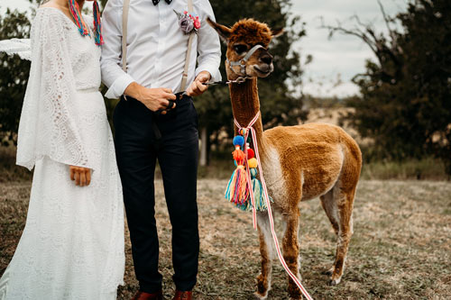 wedding llamas
